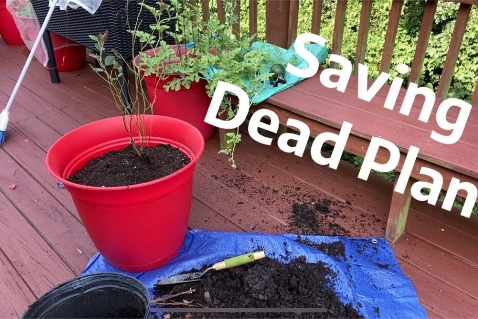 How to Bring Back a Dead Blueberry Plant