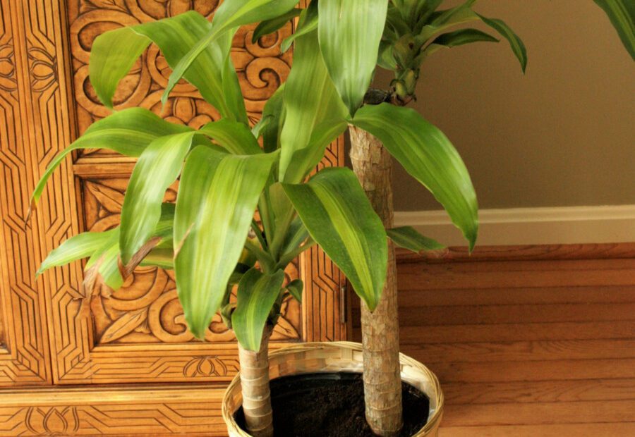 How to Care for a Massangeana Cane Plant