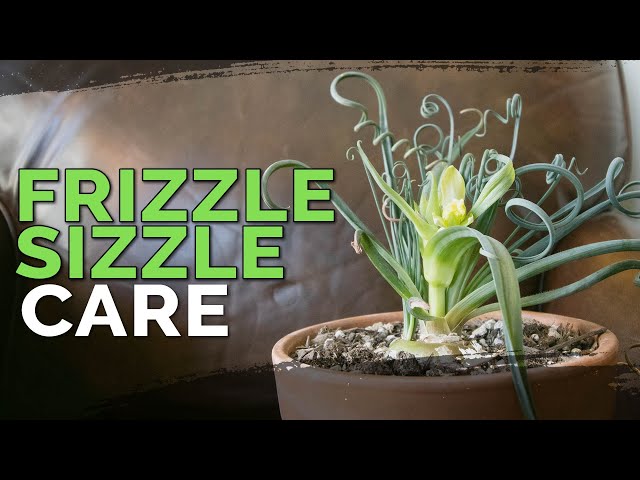 how to care for frizzle sizzle plant