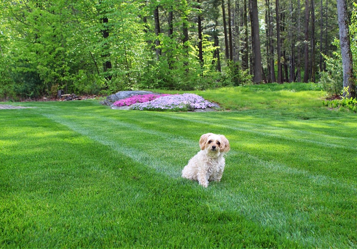 how to care for lawn with dogs