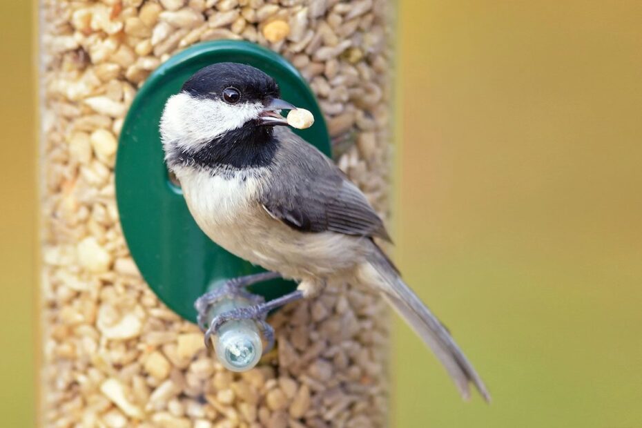 how to clean up bird seed on the ground