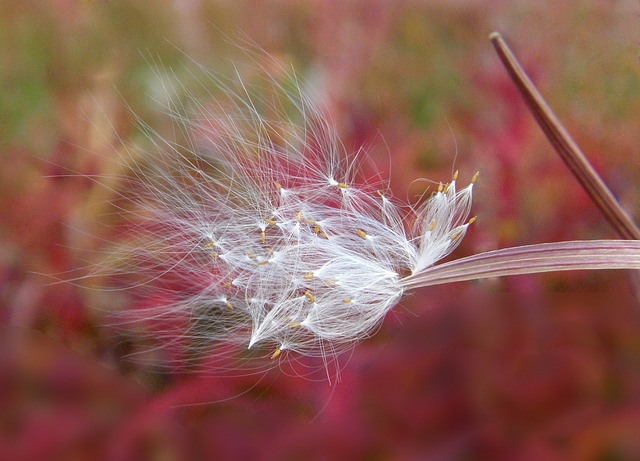 how to collect fireweed seeds