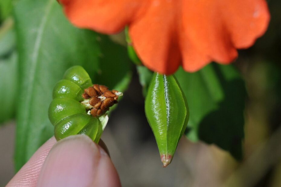 how to collect impatiens seeds