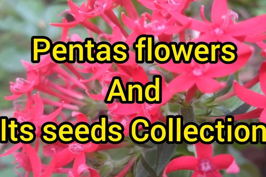 How to Collect Pentas Seeds