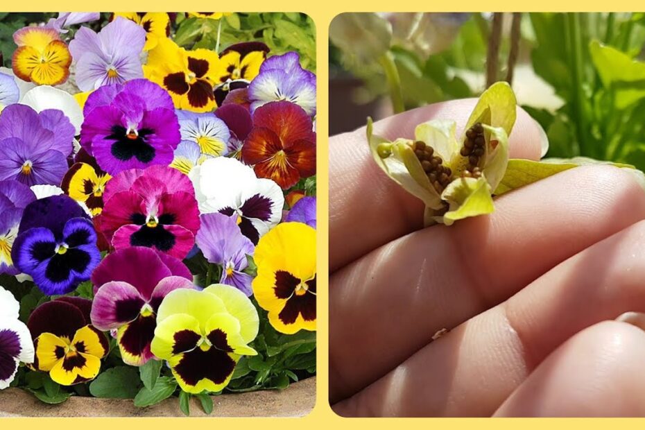 how to collect seeds from pansies