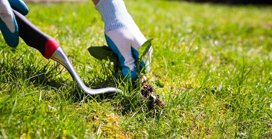 How to Control Weeds in Zoysia Grass