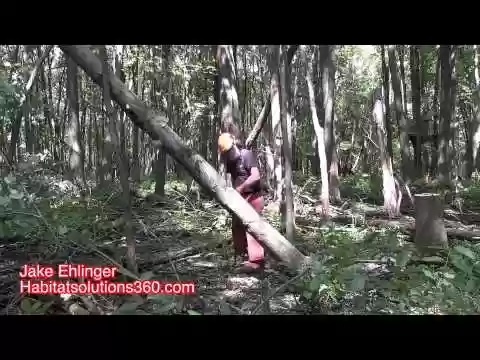 How to Cut a Tree Leaning on Another Tree