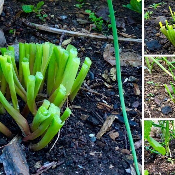 how to cut chives without killing the plant