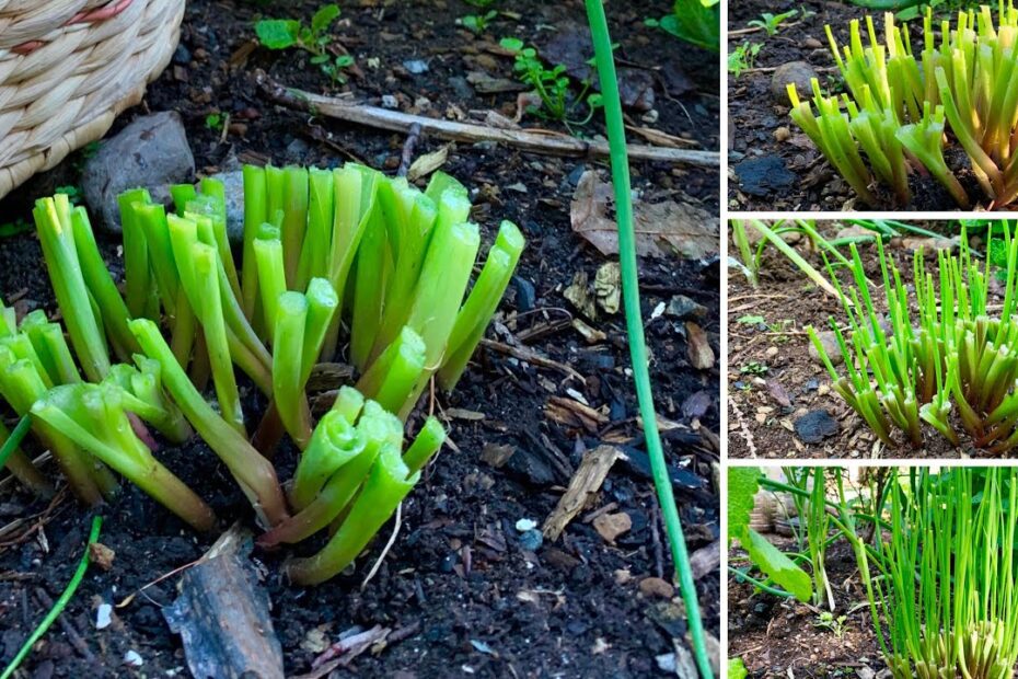 how to cut chives without killing the plant