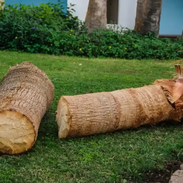 how to cut down a palm tree