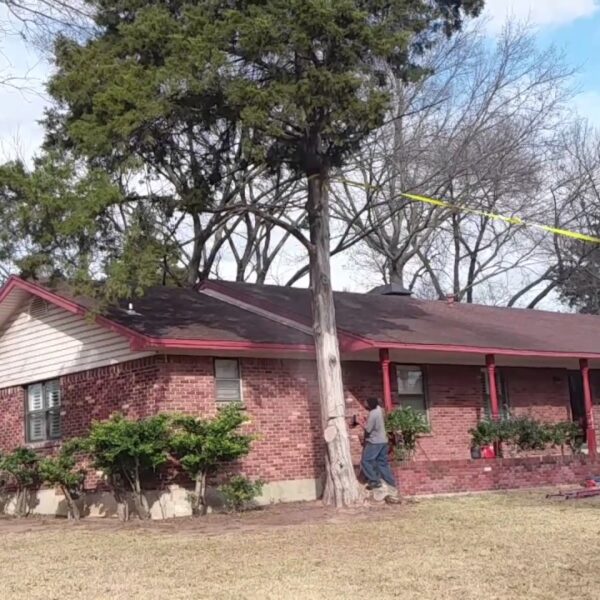 how to cut down a pine tree near a house