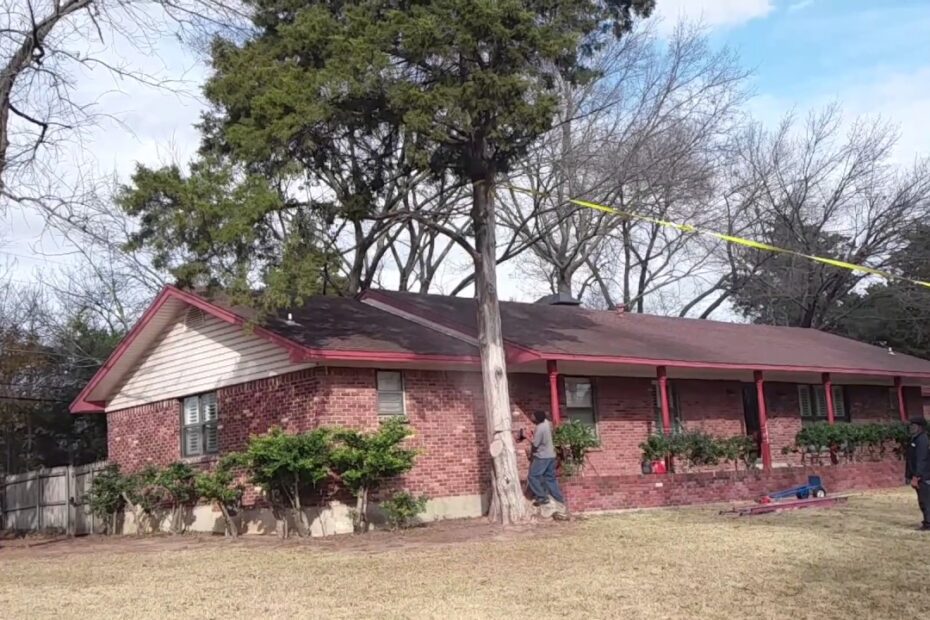 how to cut down a pine tree near a house