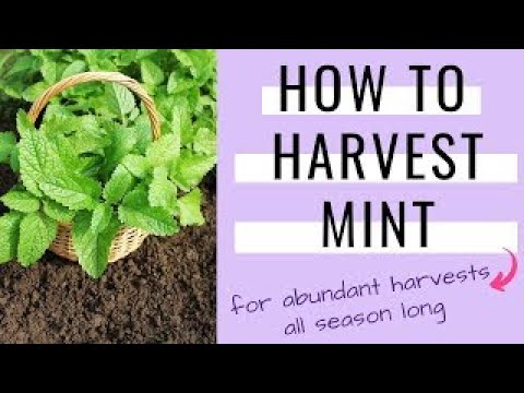 How to Cut Mint Without Killing the Plant