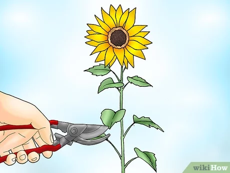 How to Cut Sunflowers for Regrowth