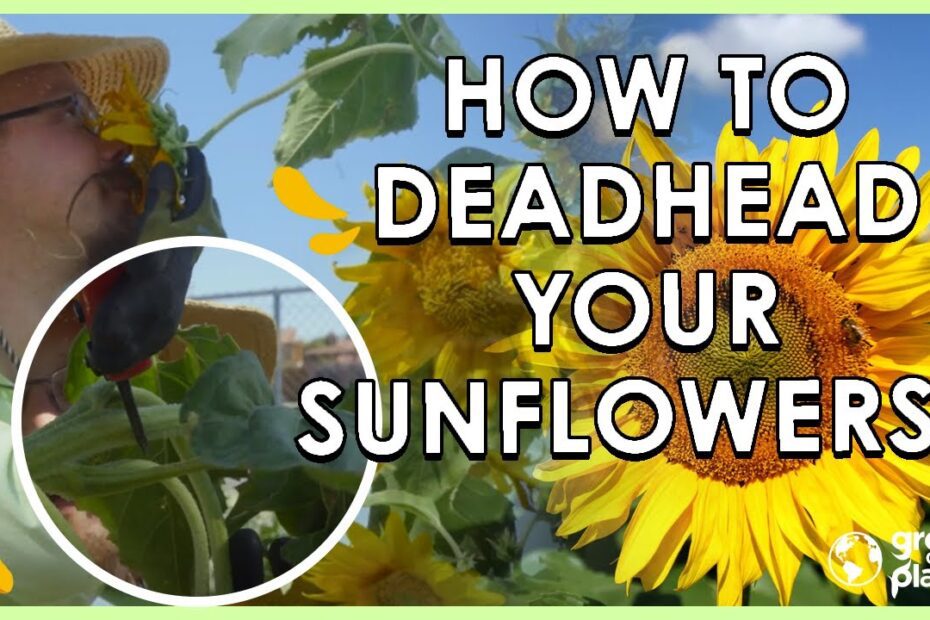 How to Deadhead Potted Sunflowers