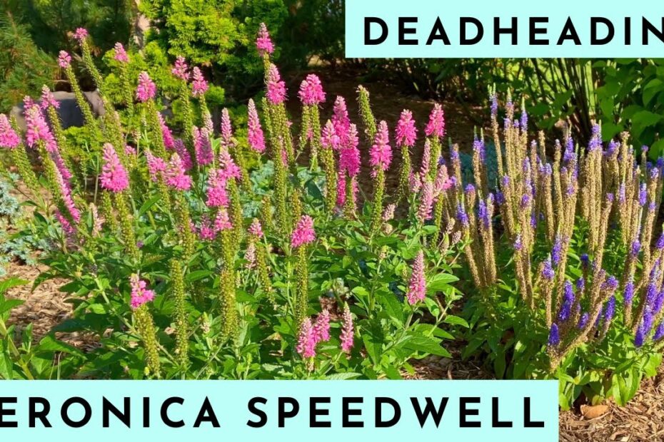 How to Deadhead Veronica Plants