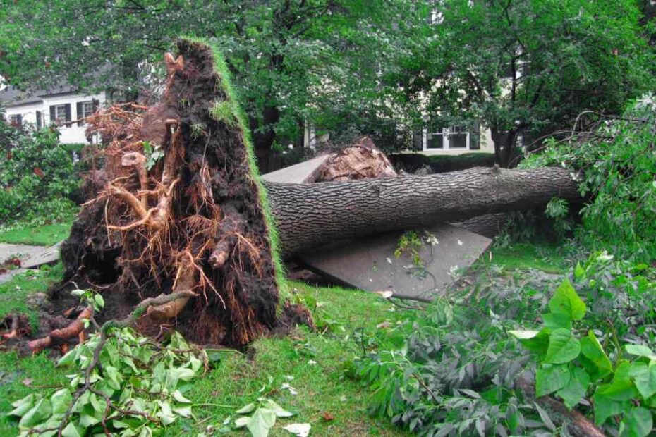 how to deal with uprooted tree