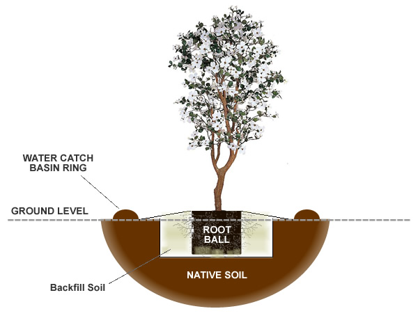 How to Dig up a Dogwood Tree