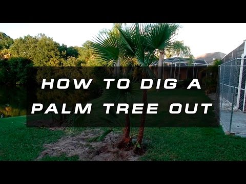 How to Dig up a Palm Tree