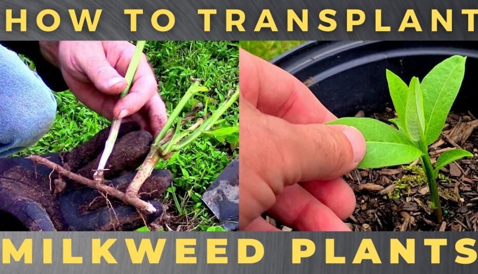 How to Dig up Milkweed