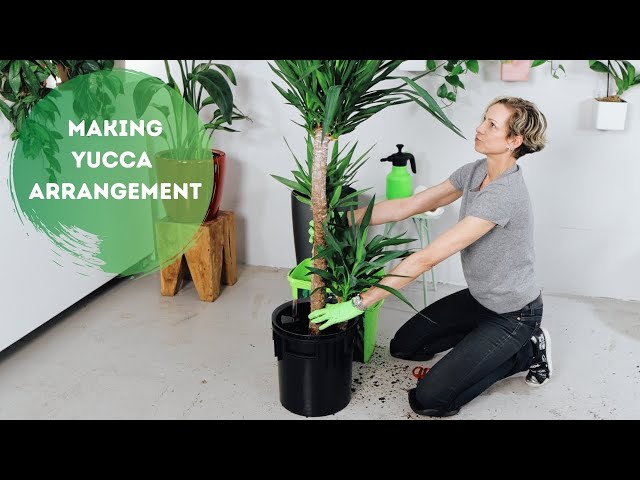 How to Divide a Yucca Plant