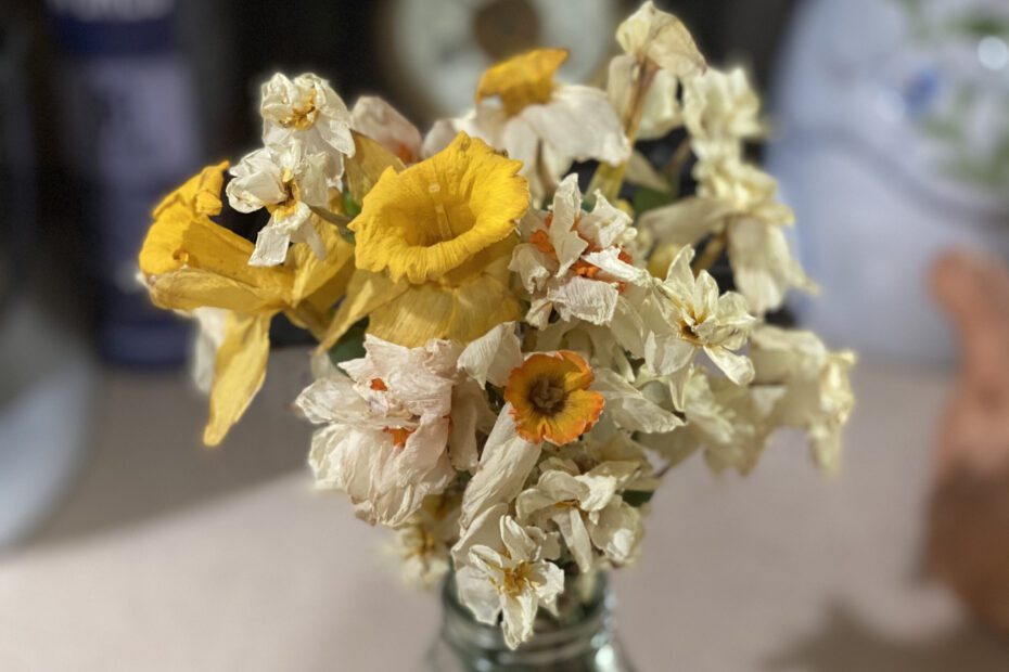 How to Dry Daffodil Flowers