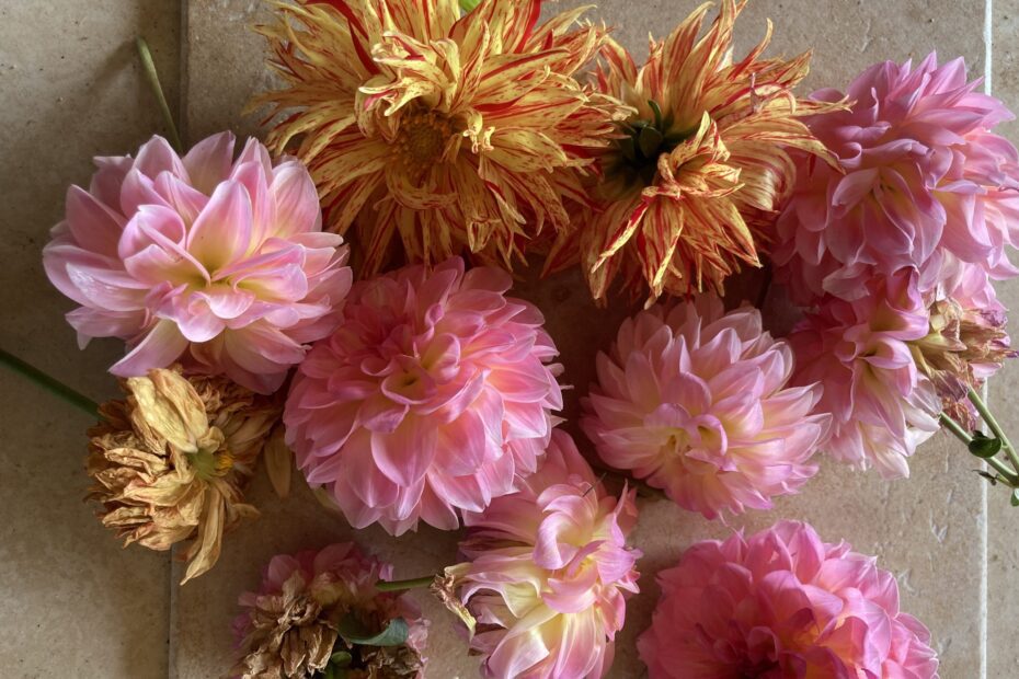 How to Dry Dahlia Flowers