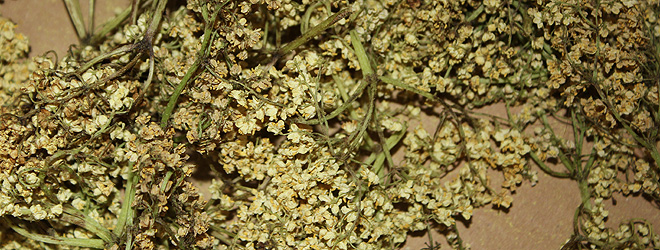 how to dry elderflowers