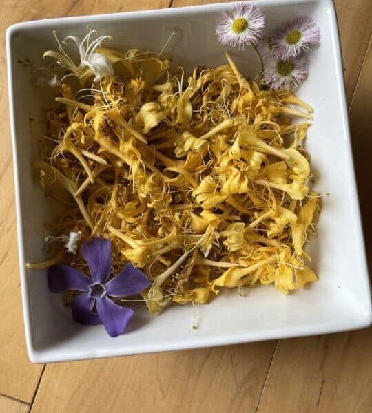 how to dry honeysuckle flowers