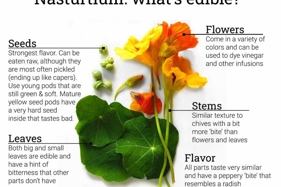 How to Dry Nasturtium Flowers