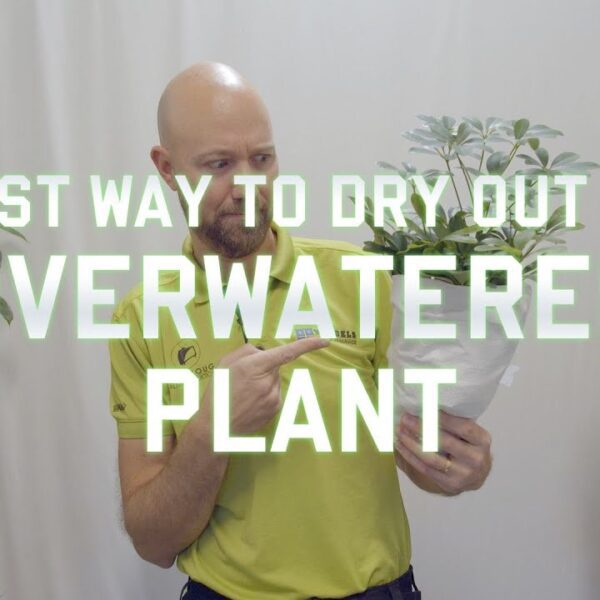 how to dry out overwatered plant