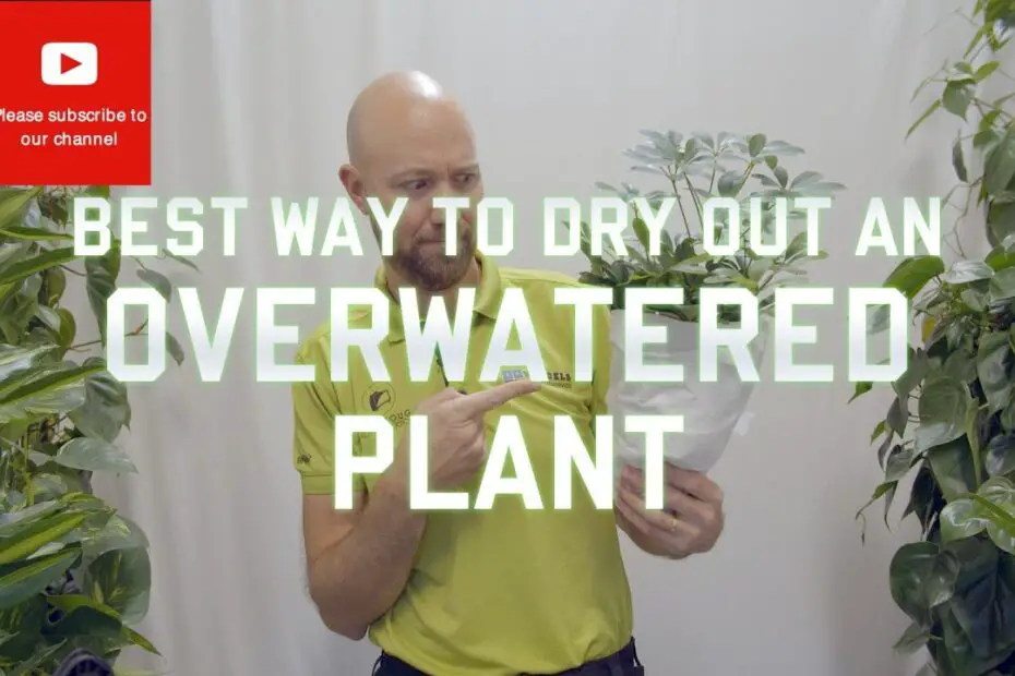 How to Dry Out Overwatered Plant UpGardening