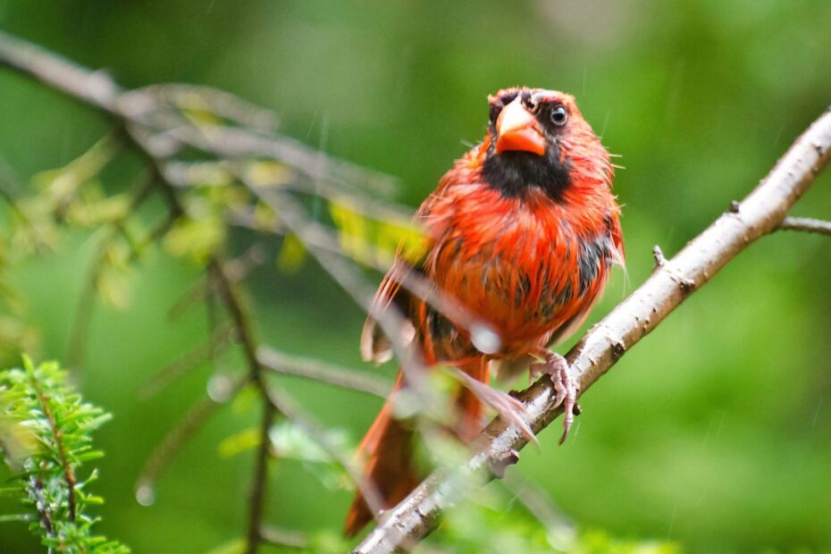 How to Dry Out Wet Bird Seed