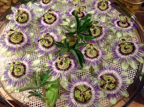 How to Dry Passion Flower for Tea