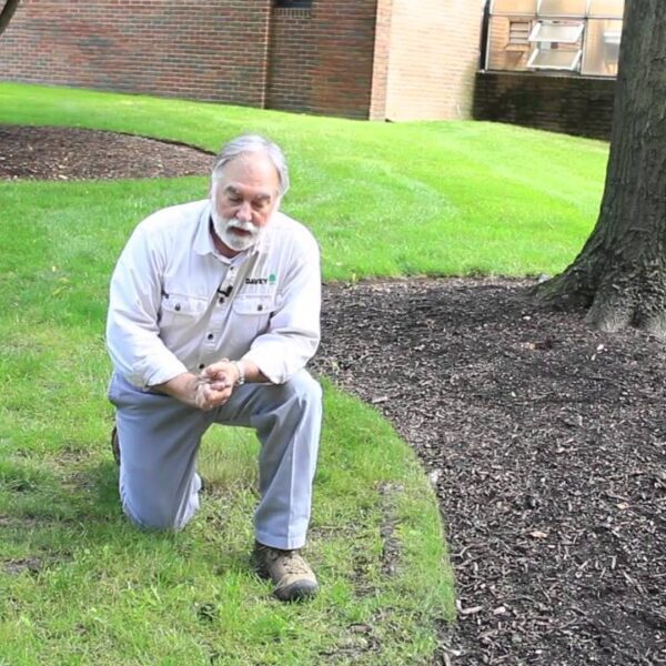 how to edge around a tree with exposed roots