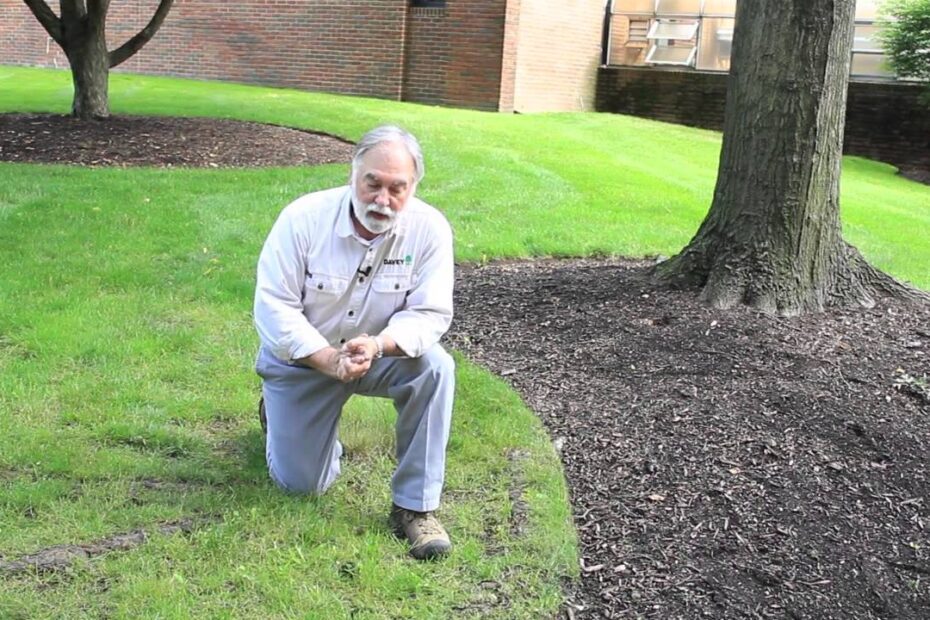 how to edge around a tree with exposed roots