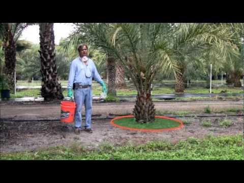 How to Fertilize Palm Trees in Florida