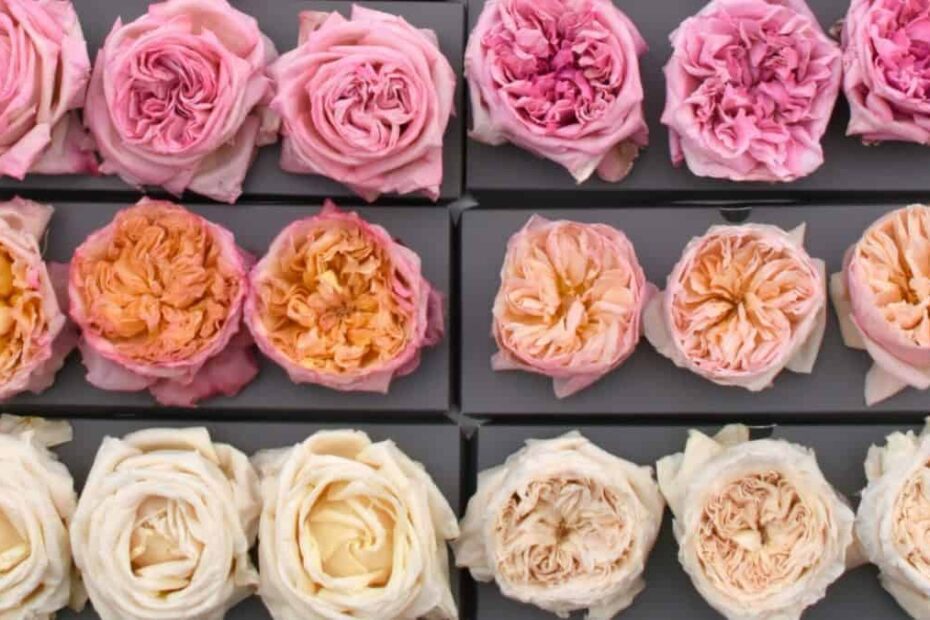 how to freeze dry a rose