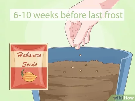 how to germinate habanero seeds