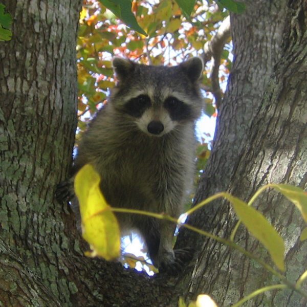 how to get a raccoon out of a tree