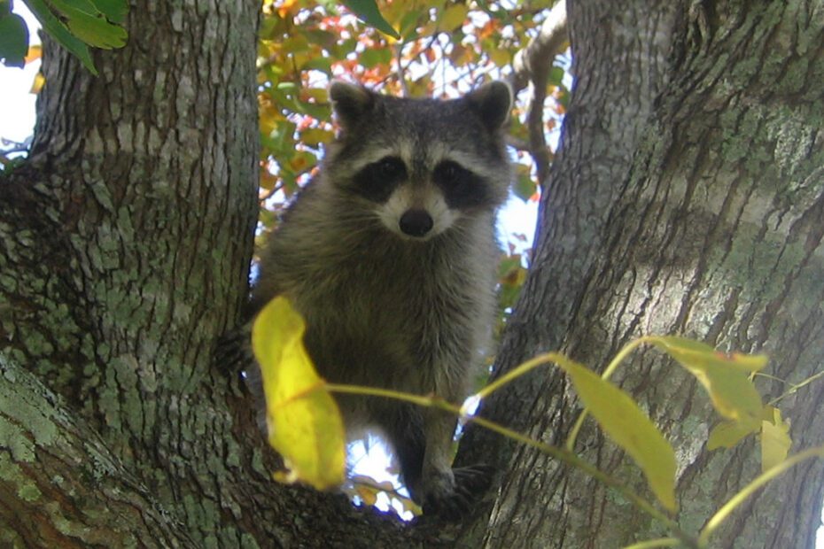 how to get a raccoon out of a tree