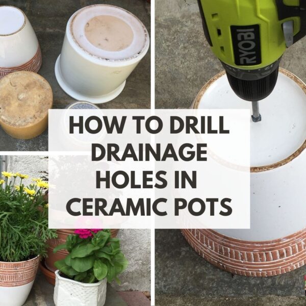 how to get plant out of ceramic pot