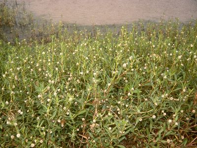 how to get rid of alligator weed