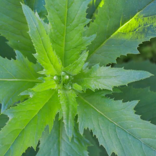 how to get rid of american burnweed
