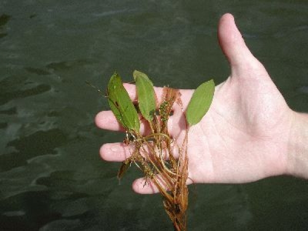 How to Get Rid of American Pondweed