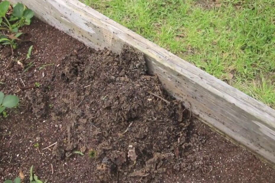 How to Get Rid of Ants in Raised Garden Beds