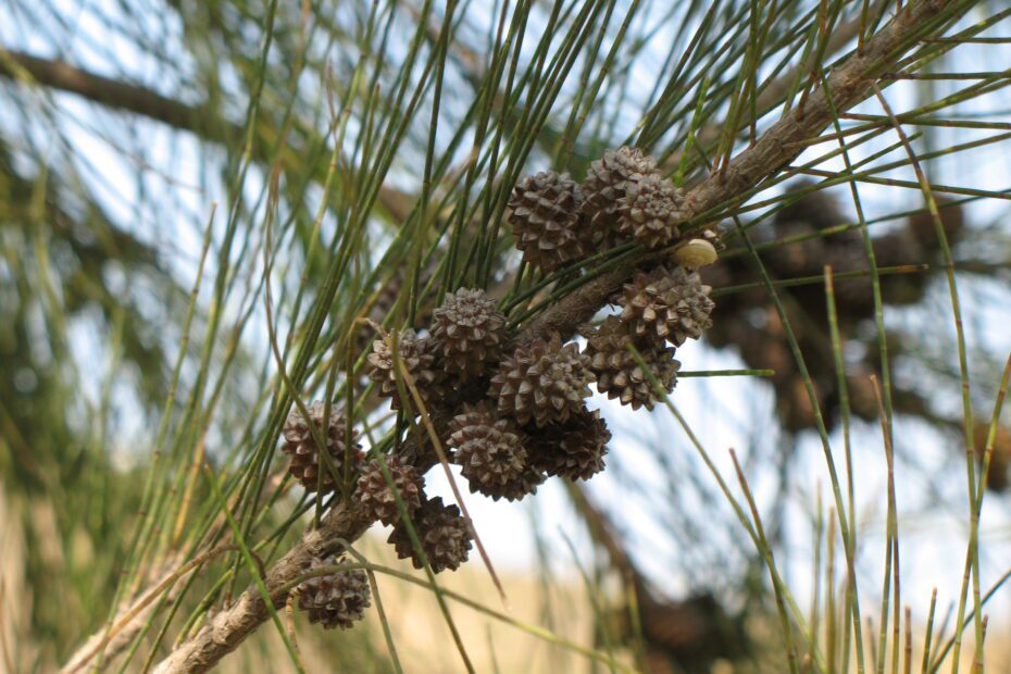 How to Get Rid of Australian Pine Trees