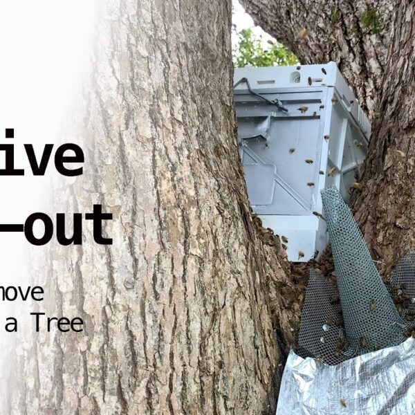 how to get rid of bees in a tree trunk