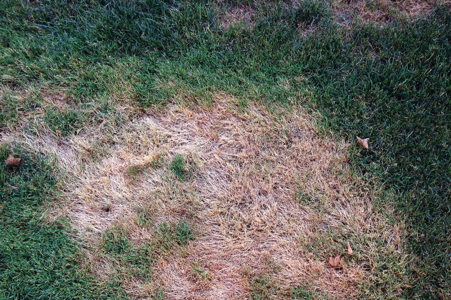 How to Get Rid of Bentgrass in Your Lawn