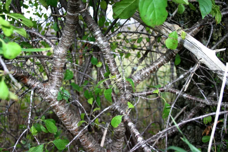 How to Get Rid of Buckthorn Trees